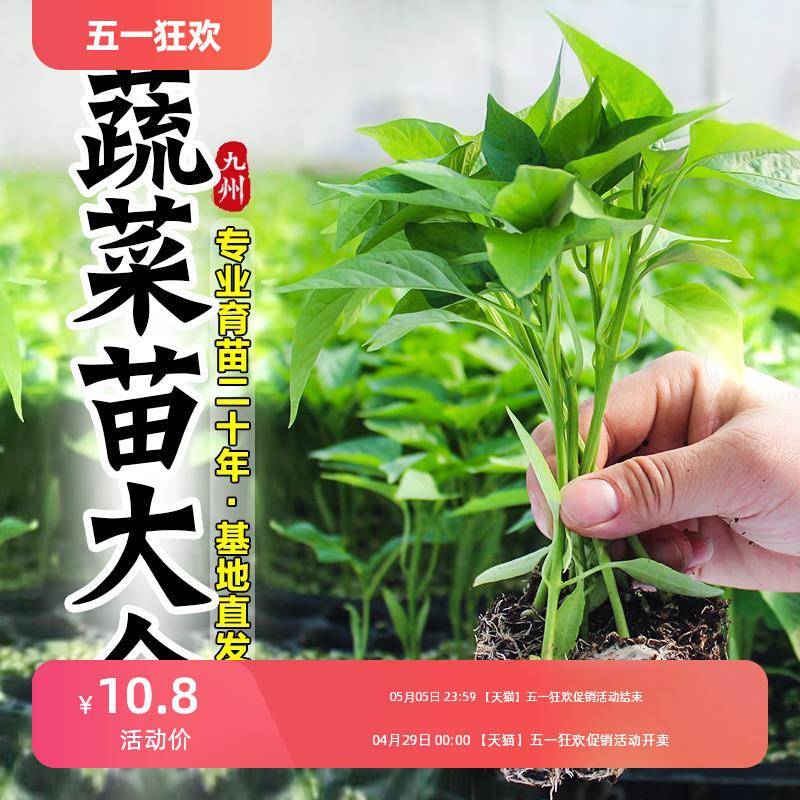 蔬菜苗秧辣椒苗番茄苗茄子苗黄瓜苗四季播种阳台盆栽水果树苗大全