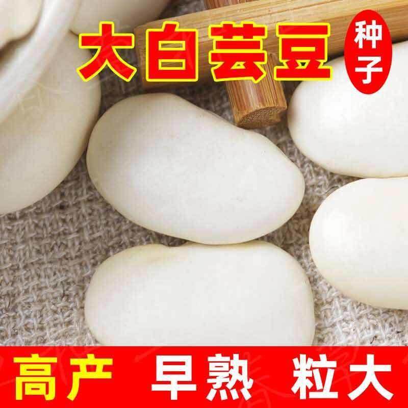 高产大白芸豆种子农家大白芸豆籽白云豆大颗粒白芸豆种子四季播种