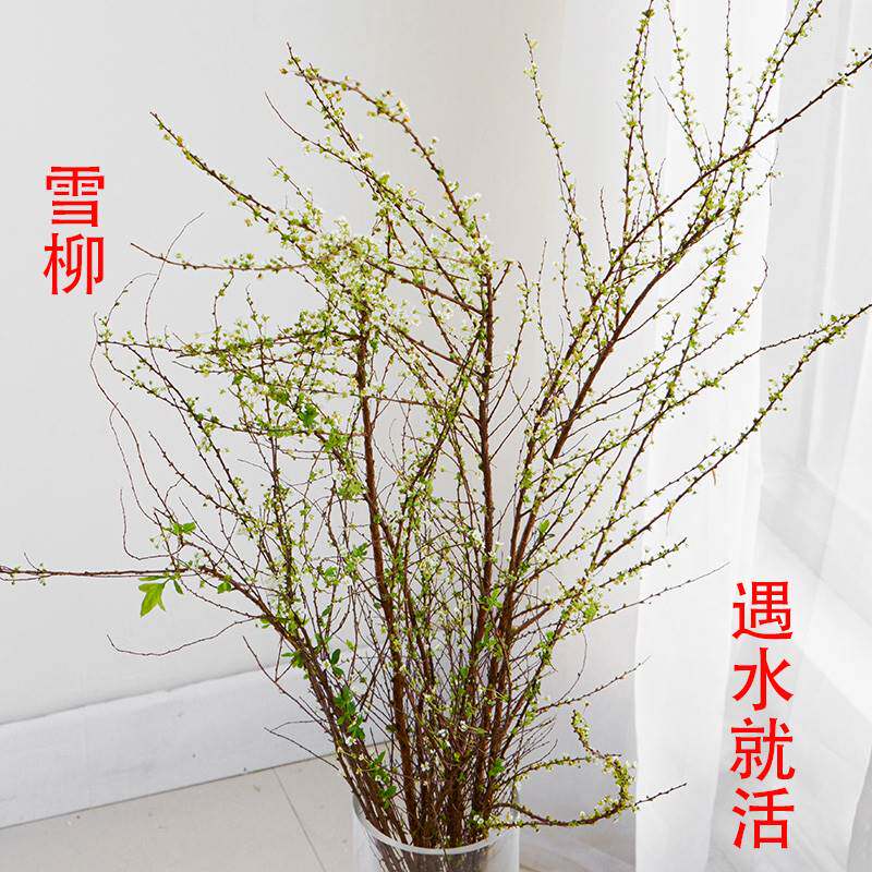 银柳树长什么样子,疣是什么样子图片(第2页)_大山谷图库