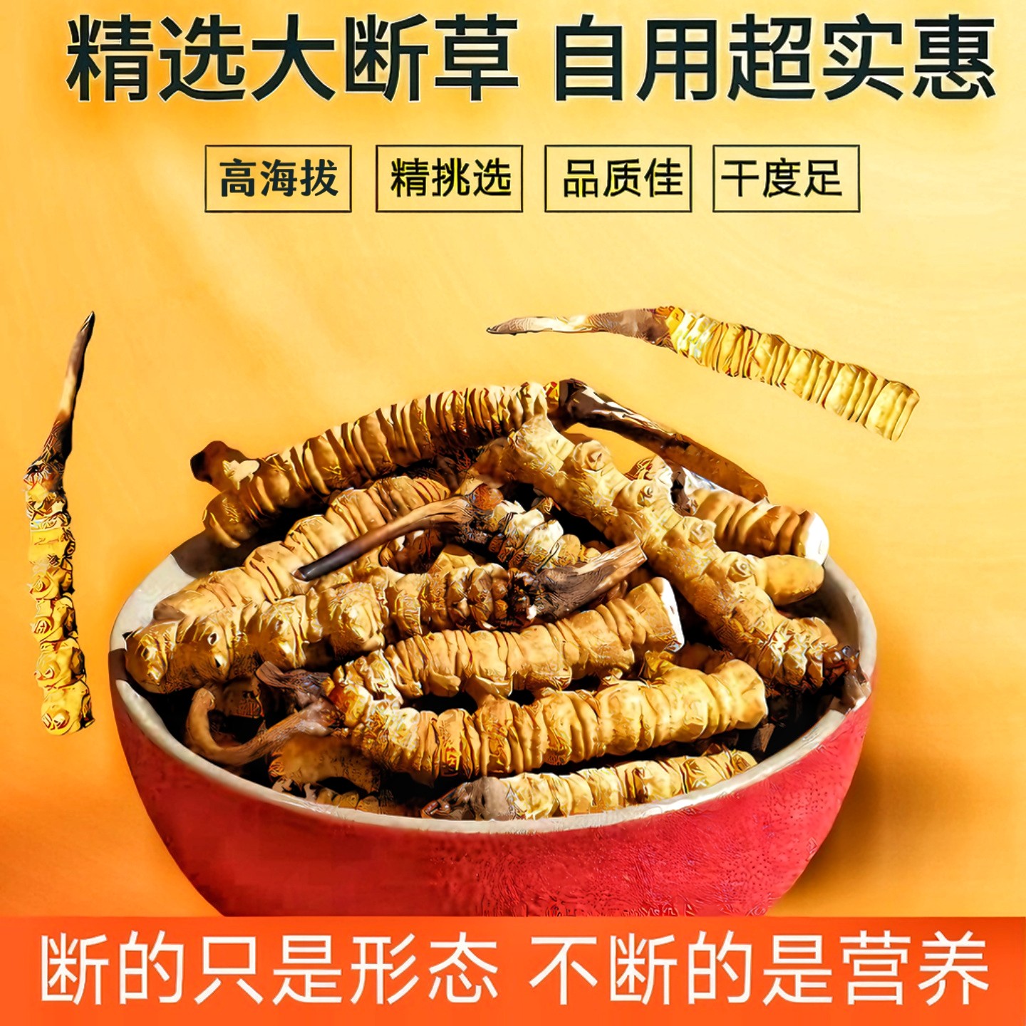 精选那曲断草正宗虫草自己吃实惠