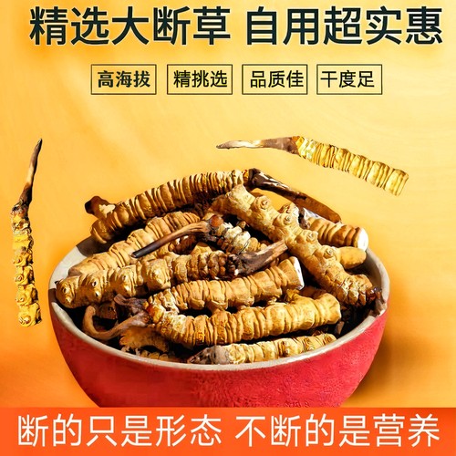 精选那曲断草正宗虫草自己吃实惠