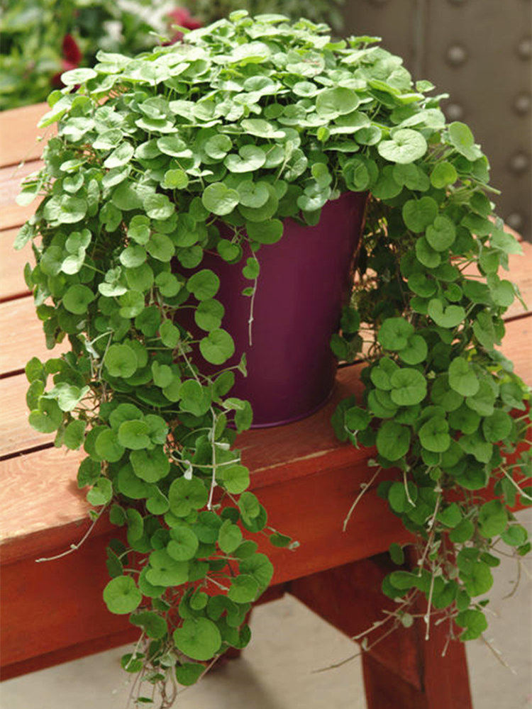 马蹄金草籽草坪种子小金钱草四季常青耐高温垂吊植物绿化矮地被