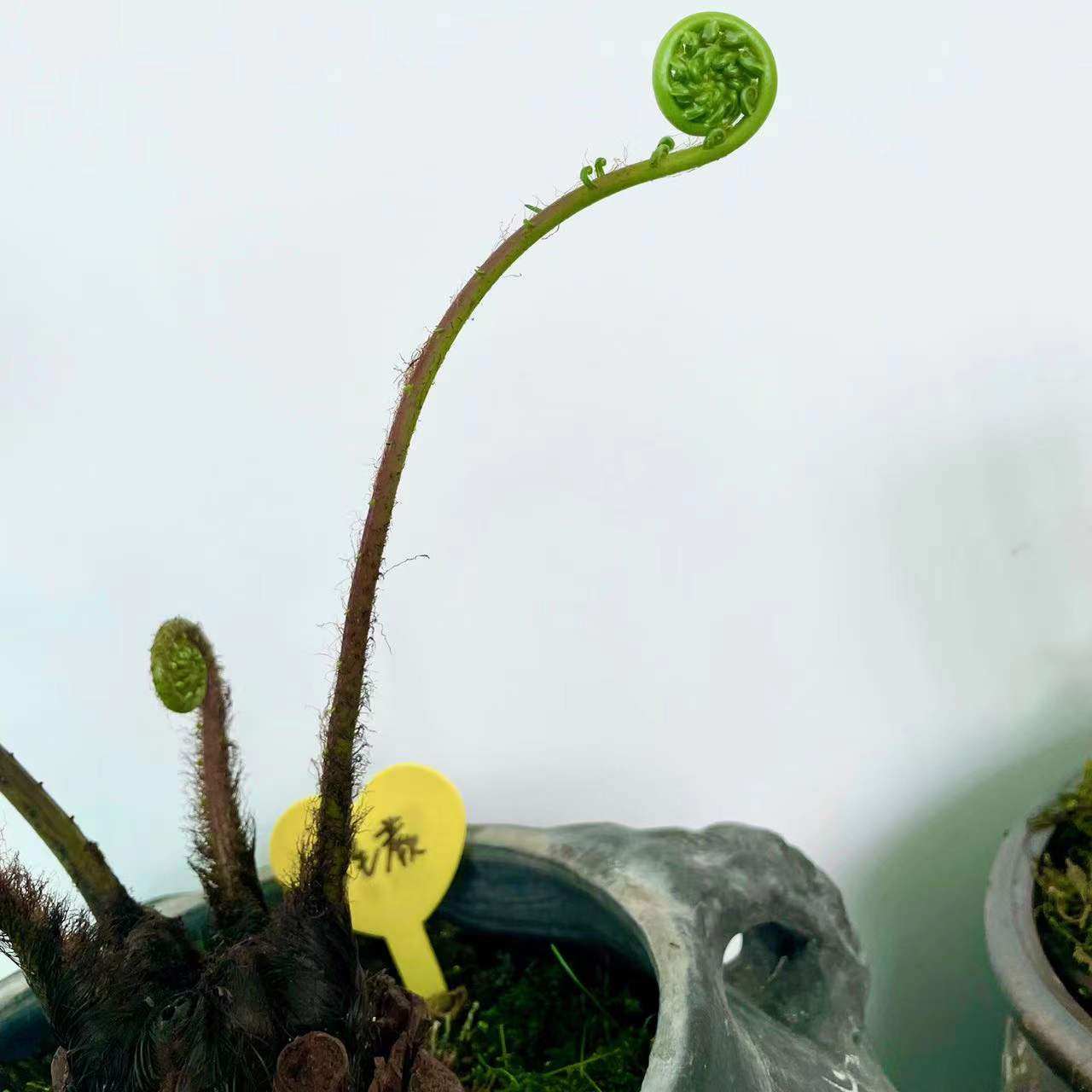 一叶蕨水培,一叶禅蕨类怎么养水培,一叶蕨类植物怎么养_大山谷图库