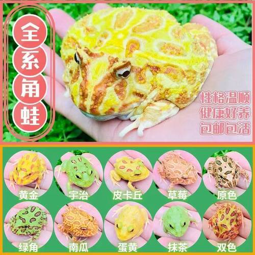 南美角蛙活体宠物蛙黄金绿角草莓南瓜宇治皮卡丘小丑双色霸王蝴蝶