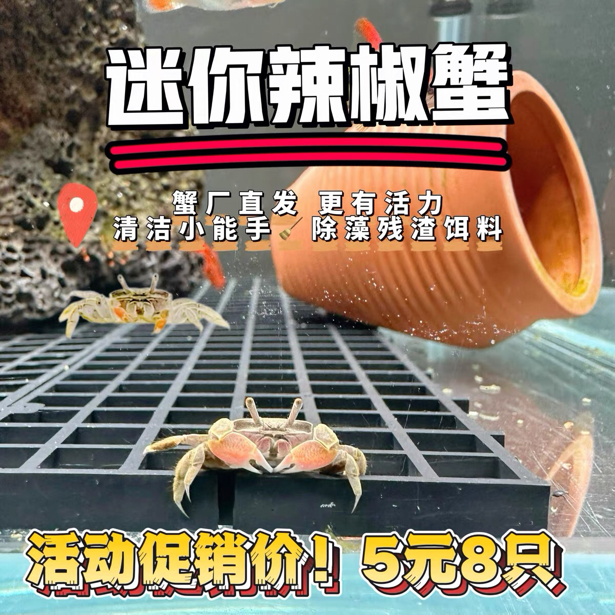 观赏蟹辣椒蟹桌面宠物鱼缸迷你蟹耐活淡水螃蟹深水蟹草缸除藻活体