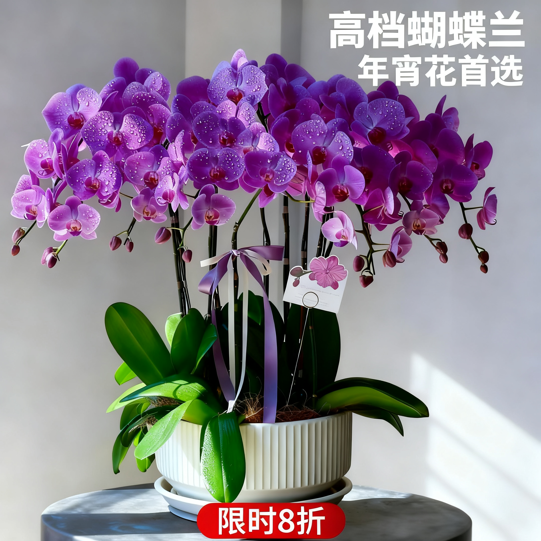 蝴蝶兰盆栽带花带花苞花期长多年生室内阳台好养花卉植物绿植盆栽