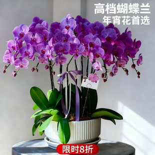 蝴蝶兰盆栽带花带花苞花期长多年生室内阳台好养花卉植物绿植盆栽