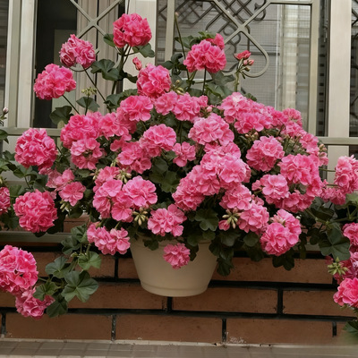 天竺葵盆栽带花带花苞花苗重瓣多季开花皇后飞溅阳台耐寒耐热好养