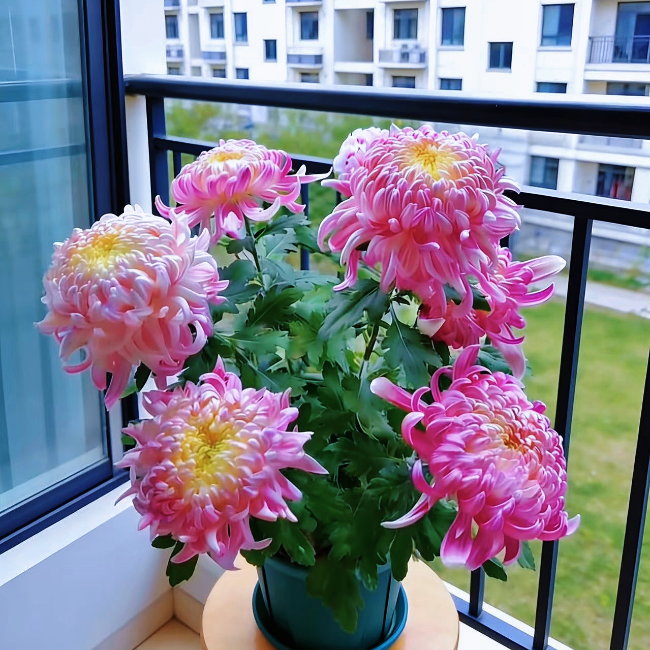 菊花盆栽带花苞四季开花可食用特大乒乓菊荷兰菊花苗大花大苗植物