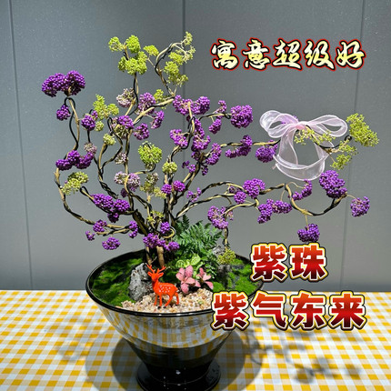 紫珠盆栽带花苞室内四季常青植物花卉绿植寓意好紫气东来耐寒造型