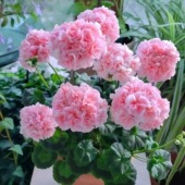 带花带花苞天竺葵盆栽花苗重瓣多季 开花玫瑰小姐阳台耐寒耐热好养