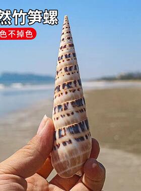 竹笋螺海螺贝壳摆件收藏标本鱼缸