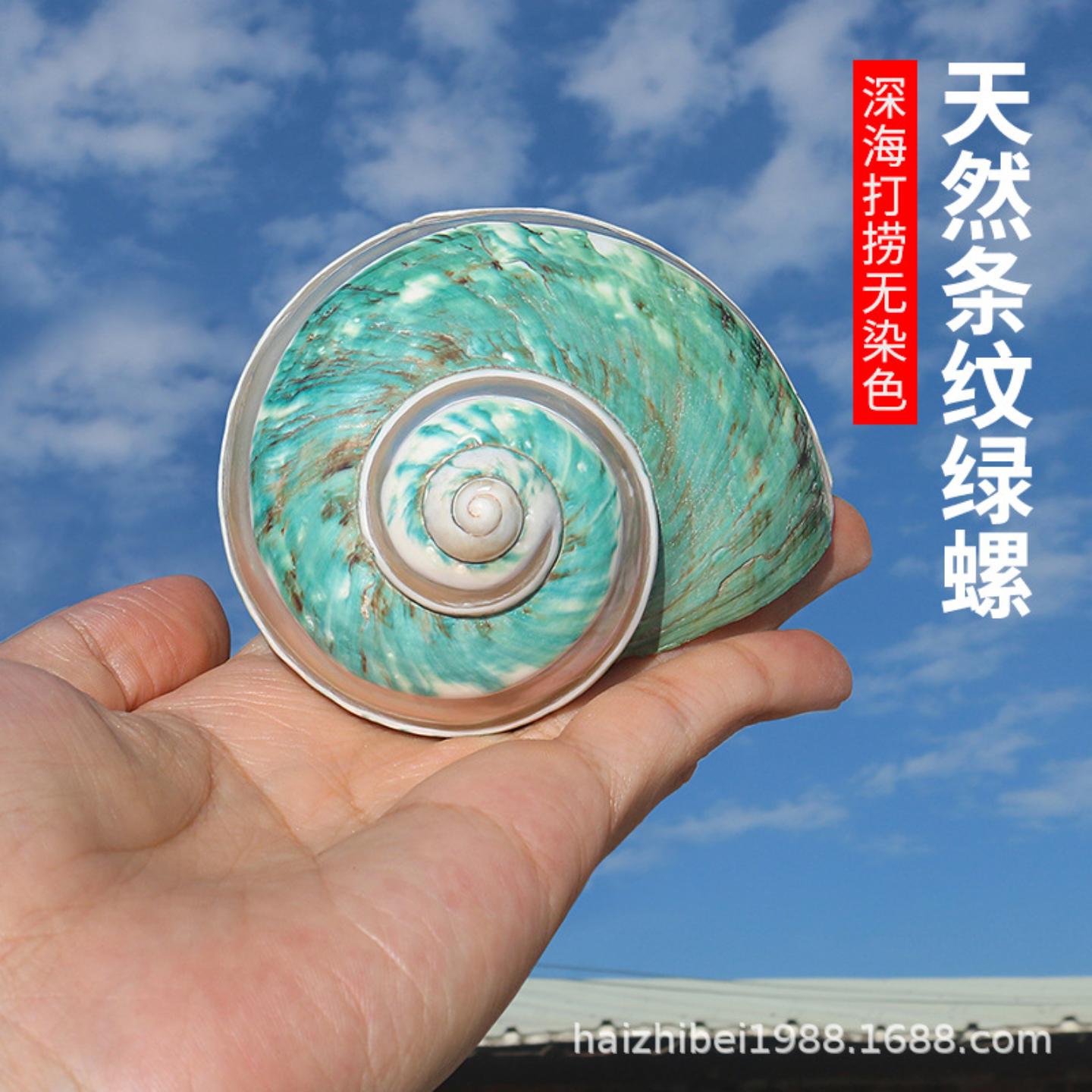 条纹绿螺天然大海螺贝壳鱼缸造景