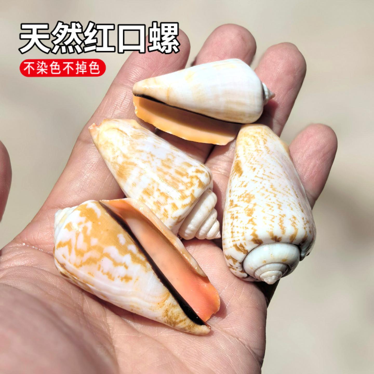 红口螺天然海螺贝壳虹口芋螺鱼缸
