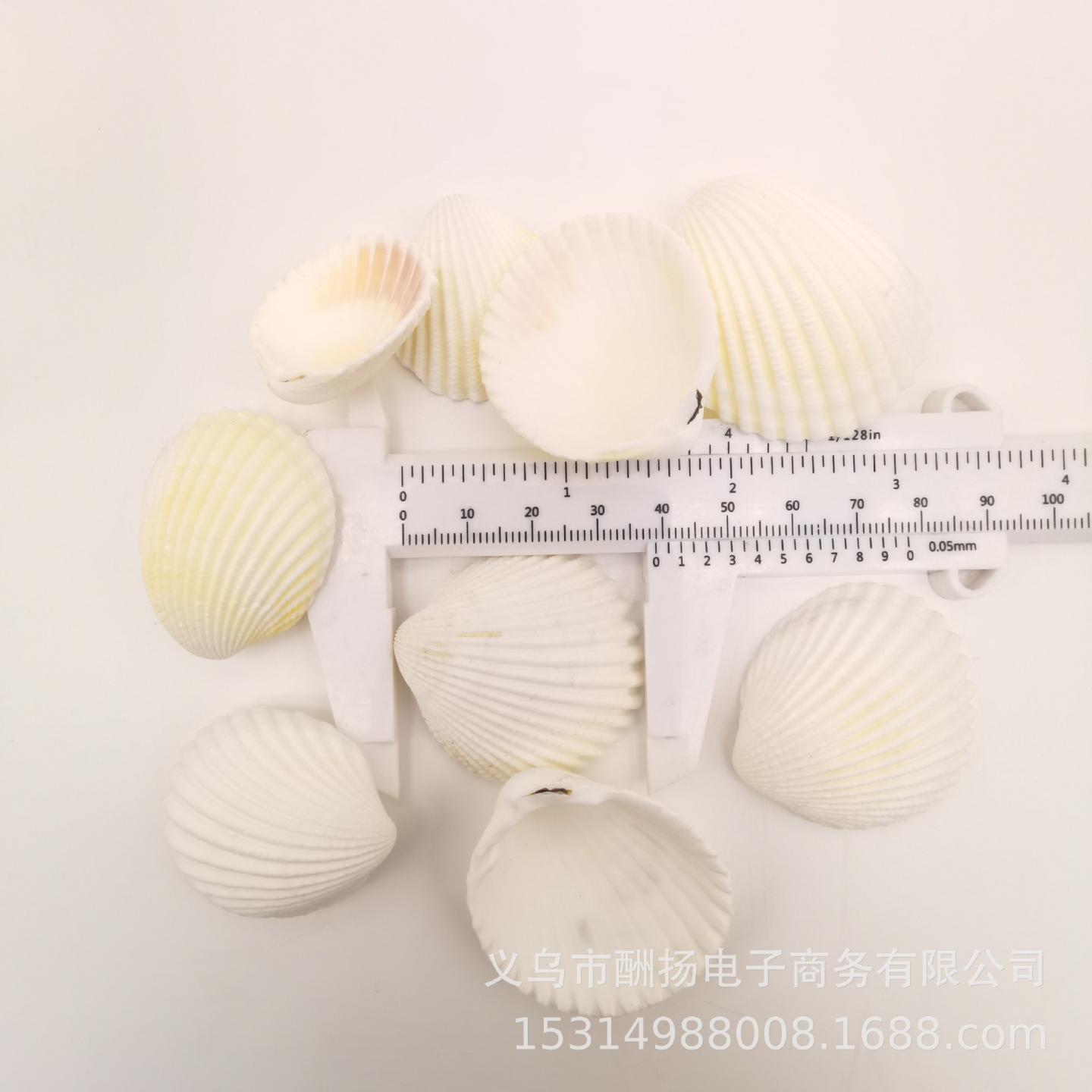 天然白色扇贝壳海螺狮子椰子贝