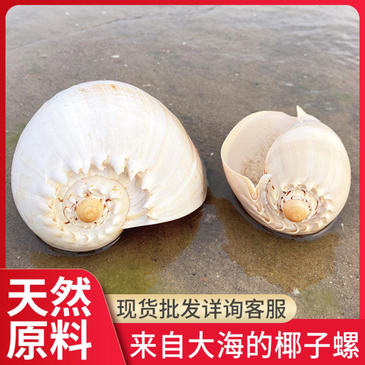 天然大海螺贝壳椰子螺黄瓢螺鱼缸