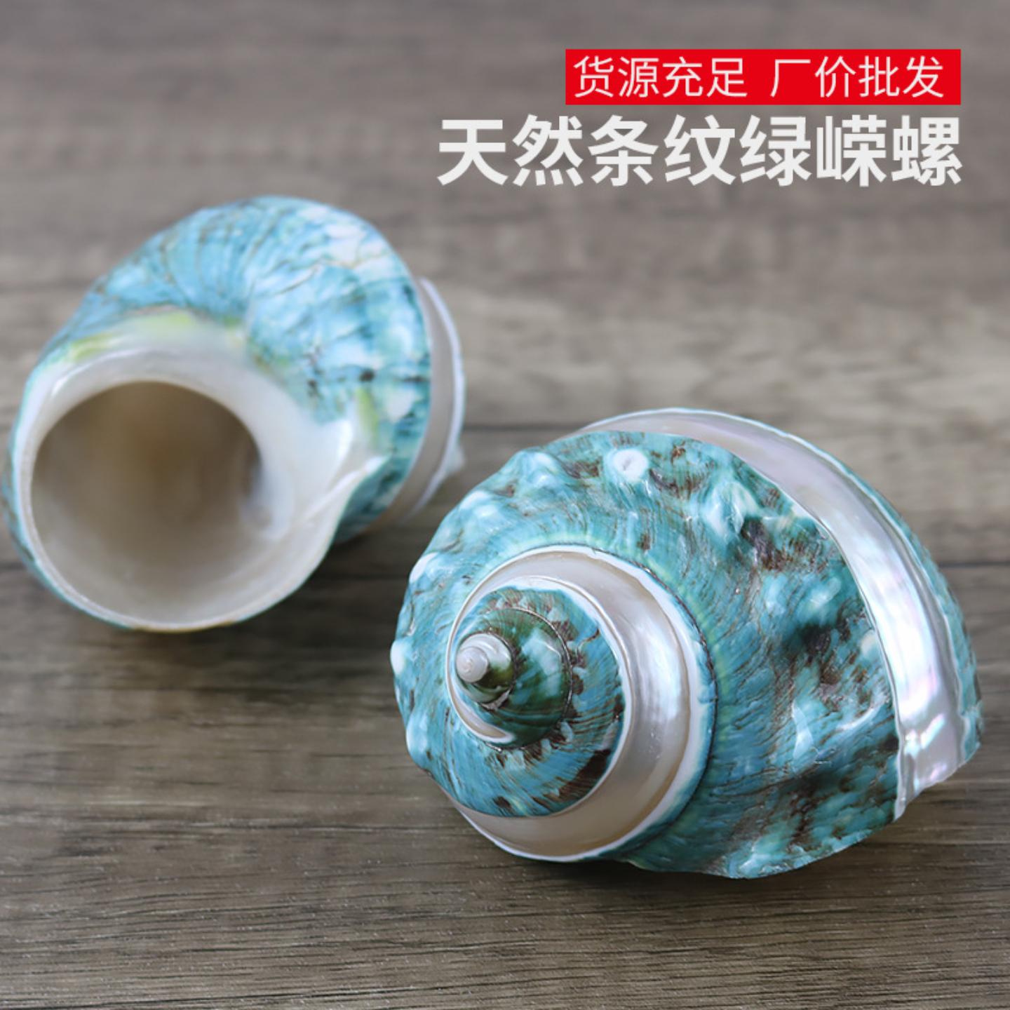 天然大海螺贝壳条纹绿蝾螺鱼缸