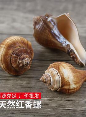 天然小海螺贝壳红香螺鱼缸造景