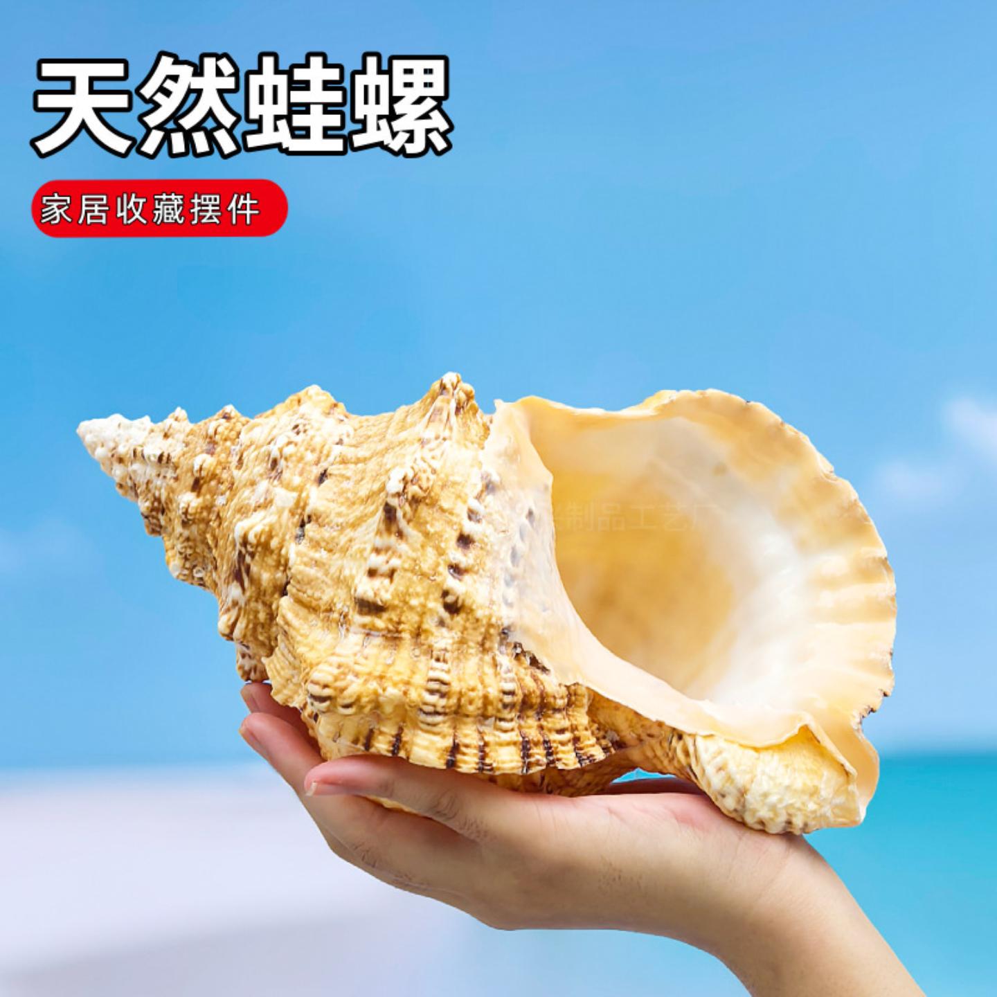 金口蛙螺大白天然大海螺贝壳石
