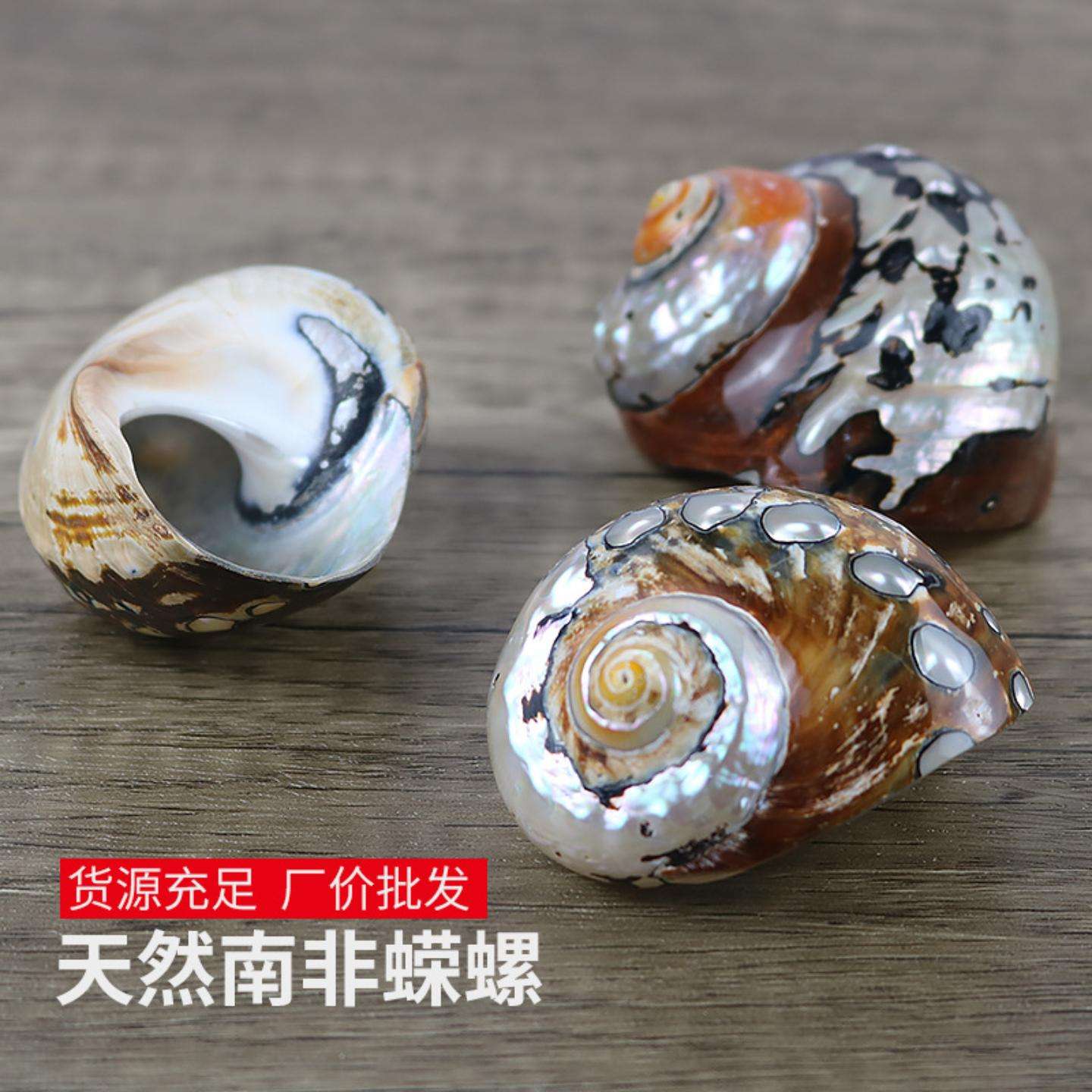 南非蝾螺天然贝壳海螺鱼缸装饰
