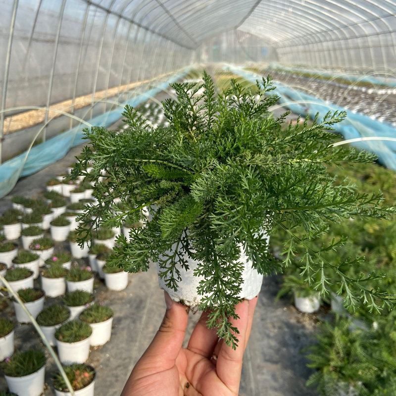 西洋蓍草盆栽 白色/黄花/红花欧蓍草苗 千叶蓍 多叶锯草 羽衣草