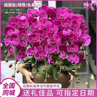 蝴蝶兰盆栽带花特大号真鲜花同城配送精品年宵花开业乔迁深圳北京