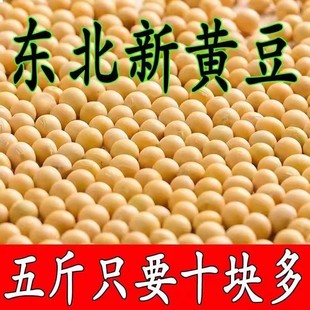东北24新东北精选黄豆非转基因打豆浆豆腐专用农家自种高蛋白大豆
