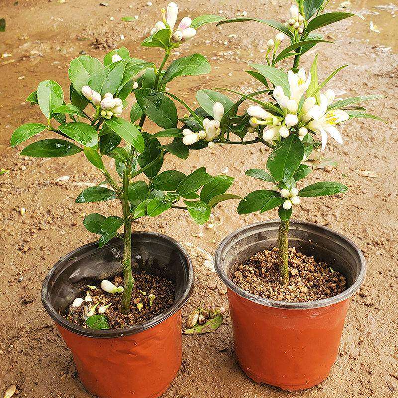 (带花苞)柠檬树苗盆栽绿植耐寒香水柠檬黄柠檬四季结果 浓香花卉