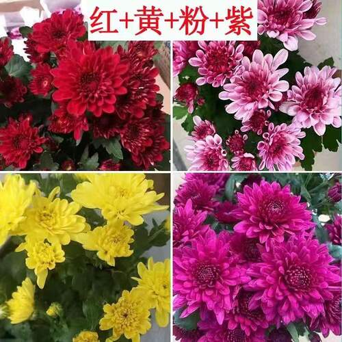 菊花盆栽带花苞大花苗九月菊千头菊耐寒好养多季开花室内花卉植物