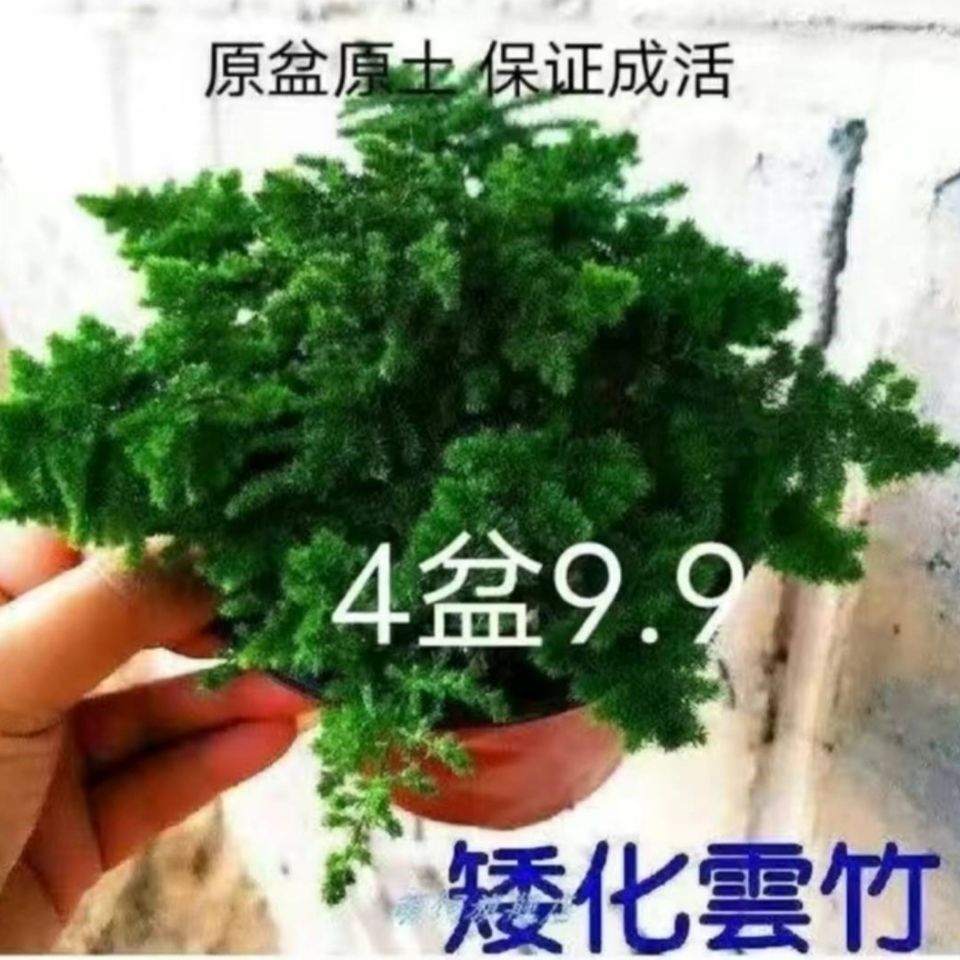【矮生云竹4盆9.9】云竹盆栽唐山矮化盆栽桌面办公室假山小盆景 - 辰逸园林经营部出品