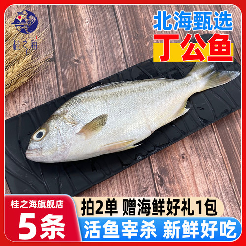 北海丁公鱼新鲜杀好深海鱼去内脏冷冻海鲈鱼冰鲜特大号三线花斑鱼