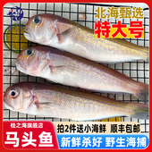 北海马头鱼新鲜冷冻深海鱼去鳞鳃去内脏免处理特大号甘鲷鱼方头鱼