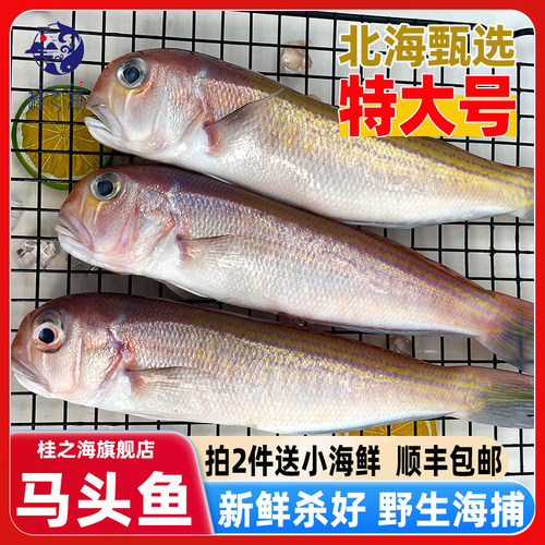 北海马头鱼新鲜冷冻深海鱼去鳞鳃去内脏免处理特大号甘鲷鱼方头鱼
