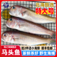 北海马头鱼新鲜冷冻深海鱼去鳞鳃去内脏免处理特大号甘鲷鱼方头鱼