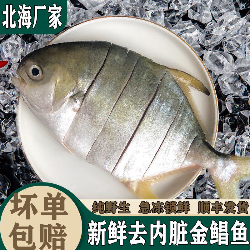 金鲳鱼5条大号去内脏昌鱼平鱼类仓鱼非养殖海鱼产地直销顺丰包邮