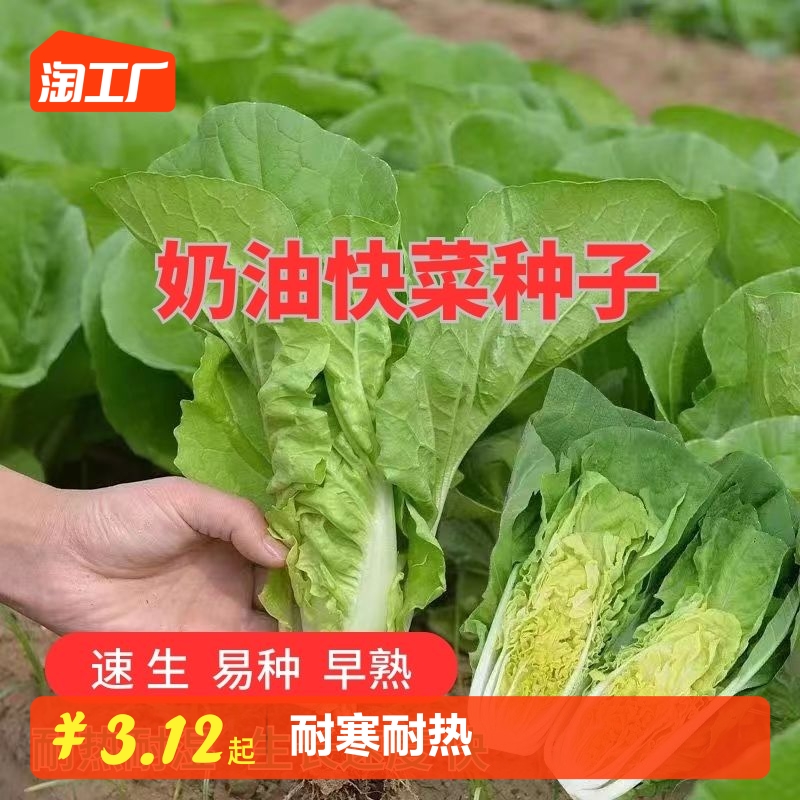 奶油快菜种子20天快速生长蔬菜种子小白菜耐寒耐热四季青菜阳台