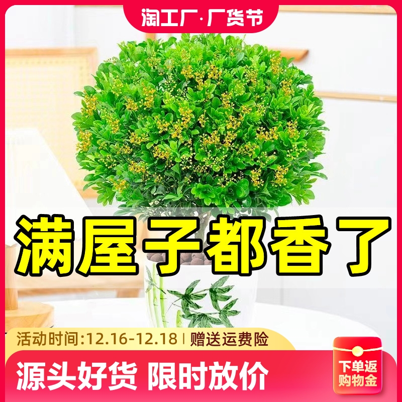 米兰花盆栽浓香带花苞茉莉花室内四季开花九里香老桩盆景驱蚊绿植