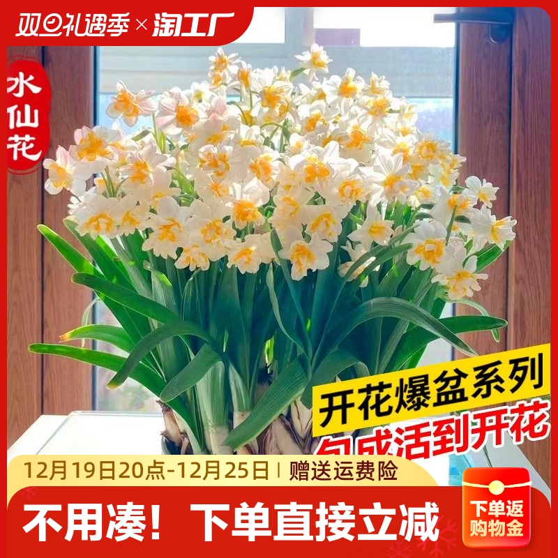 洋水仙花种球盆栽水养室内水培四季花卉植物重瓣郁金香风信子种子