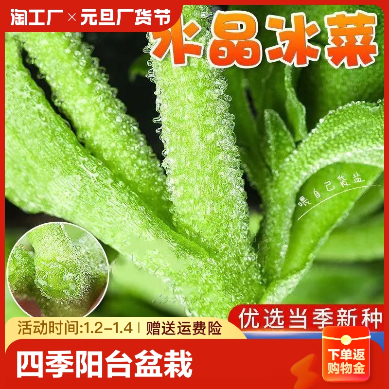 四季水晶冰菜种子冰菜籽种孑盆栽苗冰草菜籽种阳台稀有蔬菜野菜