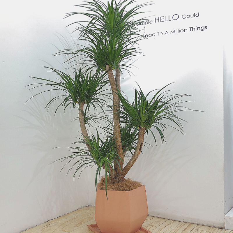 高档珠海龙d血树盆景大型植龙室内造型兰须树绿植龙须物净化空ins