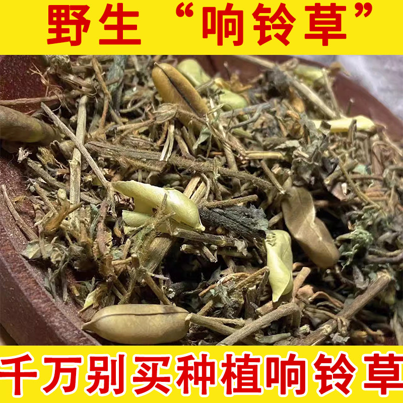 响铃草野生中药材 响灵草 云南马响铃 野生铃子草耳呜耳响中草药
