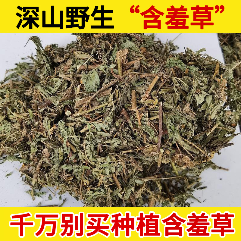 深山野生含羞草中药材500g知羞草怕羞草喝呼草惧内草望江南