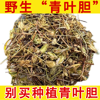 云南野生中药材青叶胆 青叶丹 走胆药草 小青鱼胆 七疸药 中草药