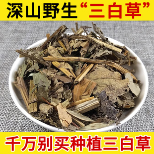 深山野生三白草500克正品三白草全草中草药塘边藕百节藕白花