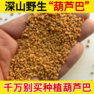 胡芦巴 豆 苦豆 胡巴季 小木夏 芦巴子 深山野生中药材葫芦巴500g