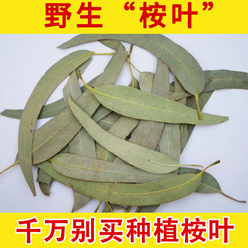 桉树叶野生中药材 别名 小桉树大叶 按树叶 桉树枝叶 尤加利叶安