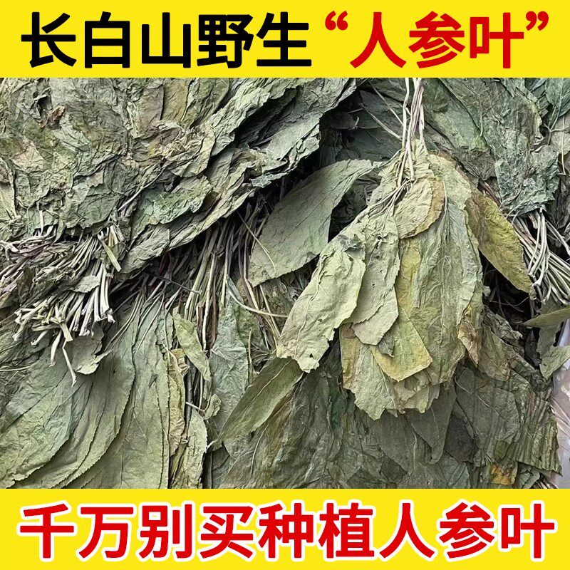 长白山野生人参叶中药材500克包邮精选长白山新鲜干货