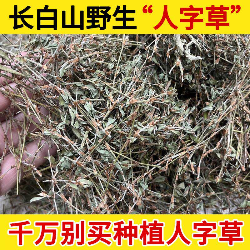 长白山野生人字草中药材500g 丁贵草掐不齐苍蝇翼鸡眼草500整株野