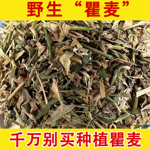 瞿麦野生中药材 500克野生瞿麦 石竹子花 巨麦 曲麦 翟麦中草药