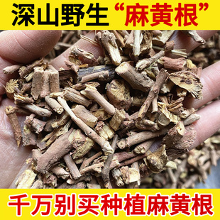 深山麻黄根中药材店铺500g包邮龙沙根狗骨卑相卑盐草麻黄结力根